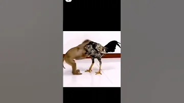 Cock Vs Monkey Fighting Fight Fighting Funnyvideo Shortvideo Youtubeshorts 2023 Monkey 