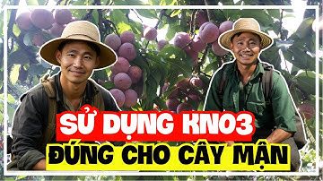 Hỏi - Đáp | Cây mận hậu | Những lưu ý khi dùng KNO3 cho cây mận hậu ! | Sỹ Nguyễn official