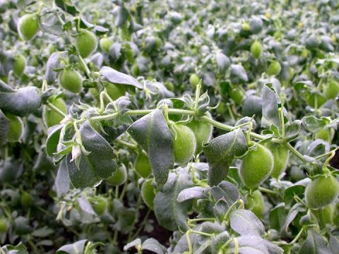 Vidéo: En Quoi Les Pois Chiches Diffèrent Des Pois Verts