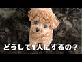 これを見るともうお留守番させられなくなります