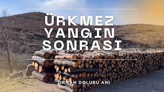 Ürkmez’in Sessiz Vedası: Yol kenarına dizilen bir orman dolusu anı