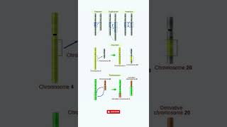 Chromosomal Mutations Explained Deletion, Duplication, Inversion, Insertion & Translocation
