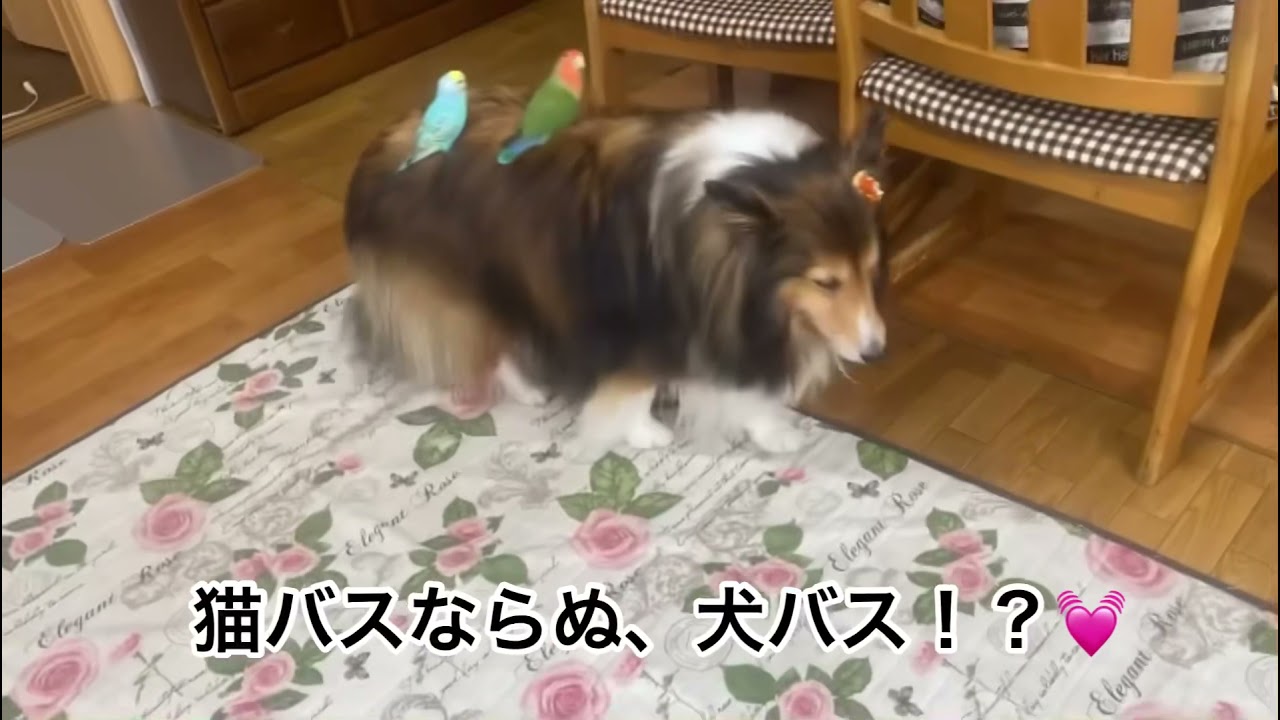 インコ専用犬バス Youtube