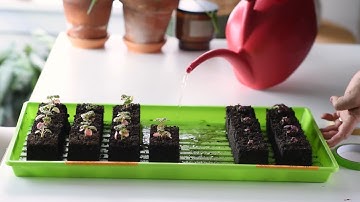 How to water indoor SEEDLINGS in pots and Soil Blocks