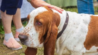 Understanding the Risks of Bloodhound Cancers
