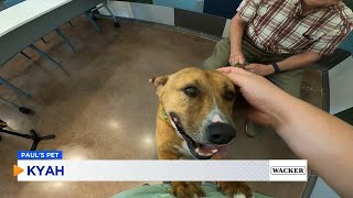 PAUL'S PETS: Meet Kyah the dog up for adoption at the Humane Educational Society in Chattanooga