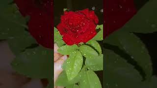 Red Rose symbol of love 😘 🌹happiness #rose #flowers #rosecaring #ytviral #shortvideo #youtubeshorts