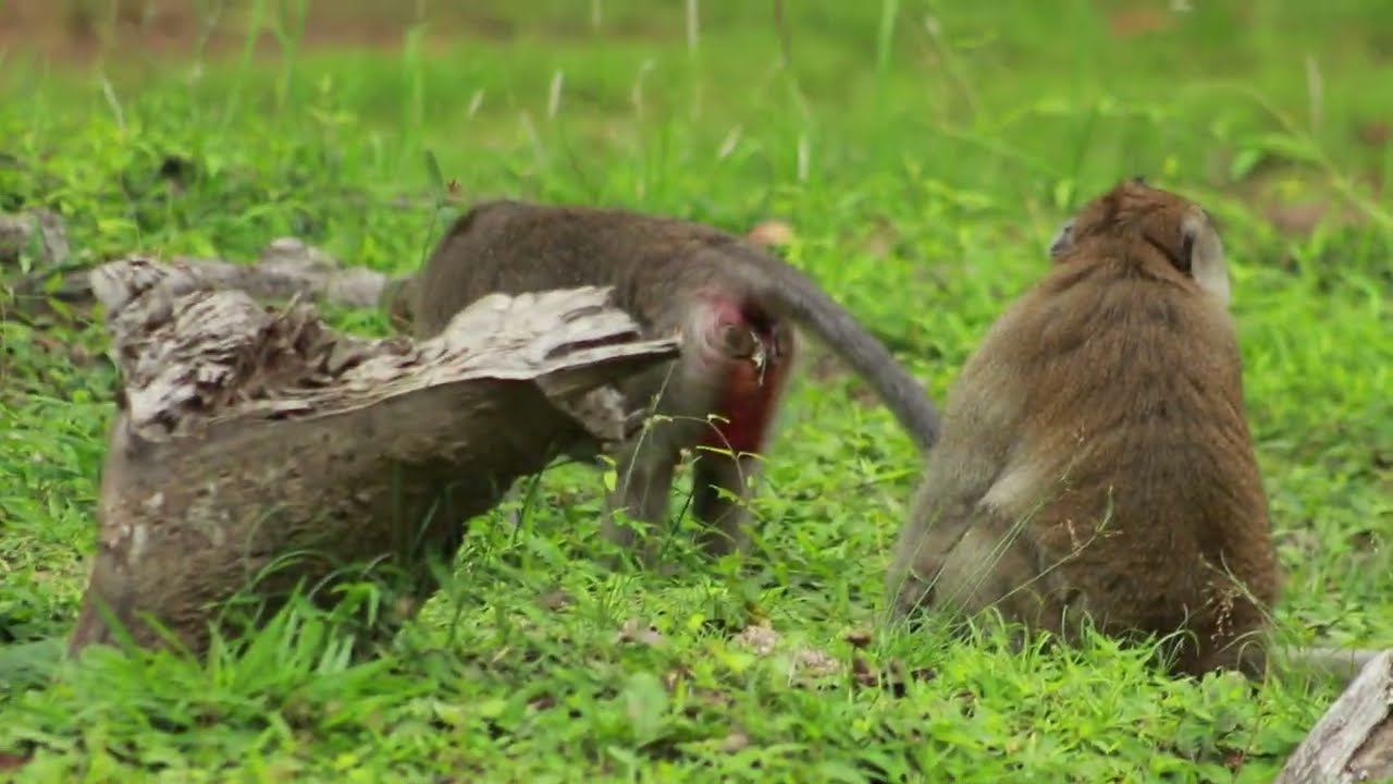 Aesop Monkey Chasing Mama Violet  /MA-D.272