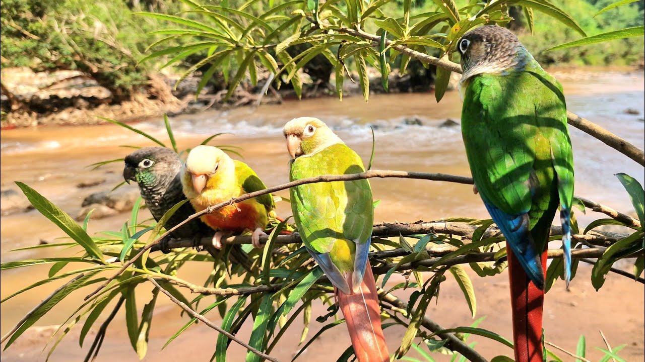 Green cheek conure parrot sound : Bird sounds and nature sounds will ...