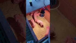 El Secreto Para Salvar Lechones Recién Nacidos