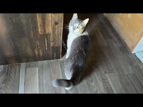 3 minutes of a cat visit.