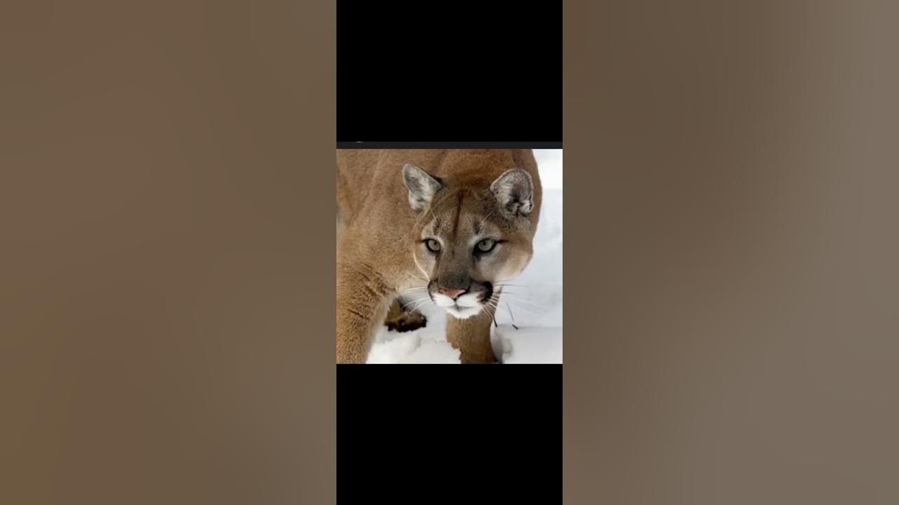 top 7 most strongest big cats in the world YouTube