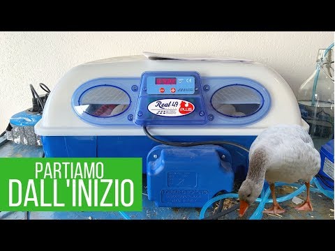 Video: Come realizzare una gabbia per gatti dal tubo in PVC