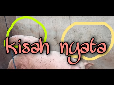 Video: Hilangnya Nafsu Makan Pada Babi Guinea