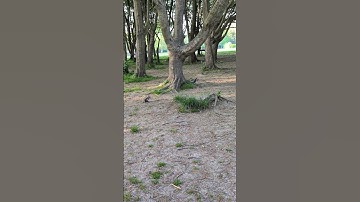 Two squirrels under  tree. #squirrel #cute #animals #nature