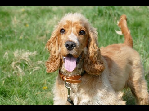 cocker spaniel 7 months old