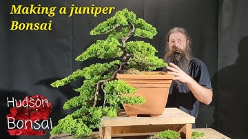 Making a juniper bonsai from nursery stock.
