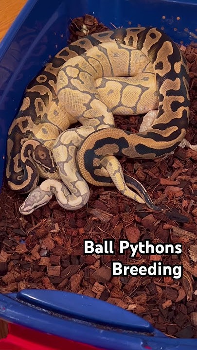 OUR BALL PYTHONS ARE BREEDING - YouTube