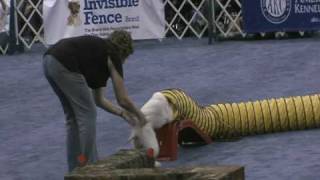 2009 Meet the Breeds Bedlington Terrier Earthdog Demo