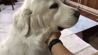甘えるルンルン greatpyrenees グレートピレニーズ