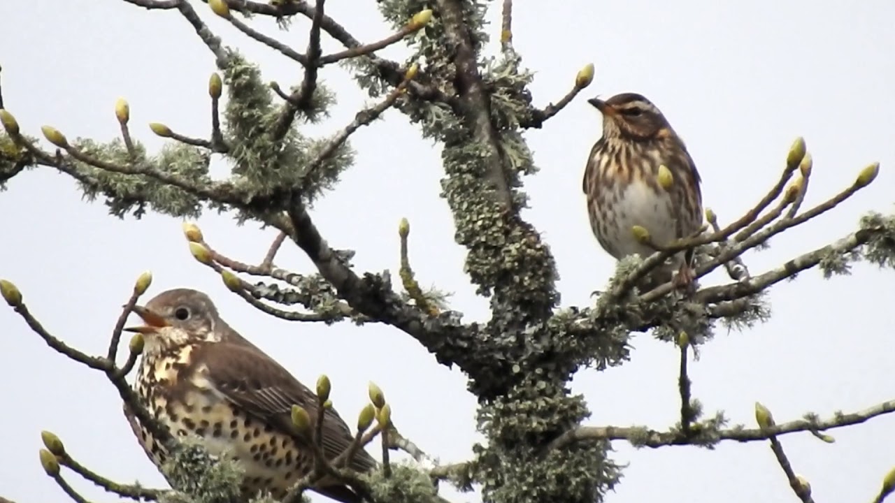Redwings & Fieldfares