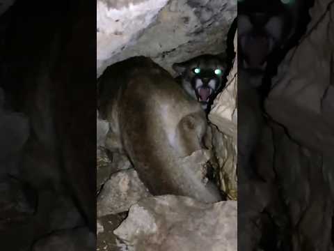 جهل المذيعة يتسبب في إنقاذ حياتها من أسد الجبال