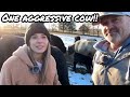 YIKES! Our Cow Protected Us from an Angry Angus Mama! + Feeding the Herd in Muddy Fields!