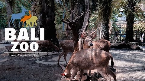 BALI ZOO - CINEMATIC VIDEO