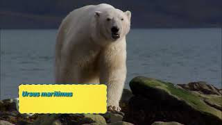 The Polar Bears - Wrap-up Video