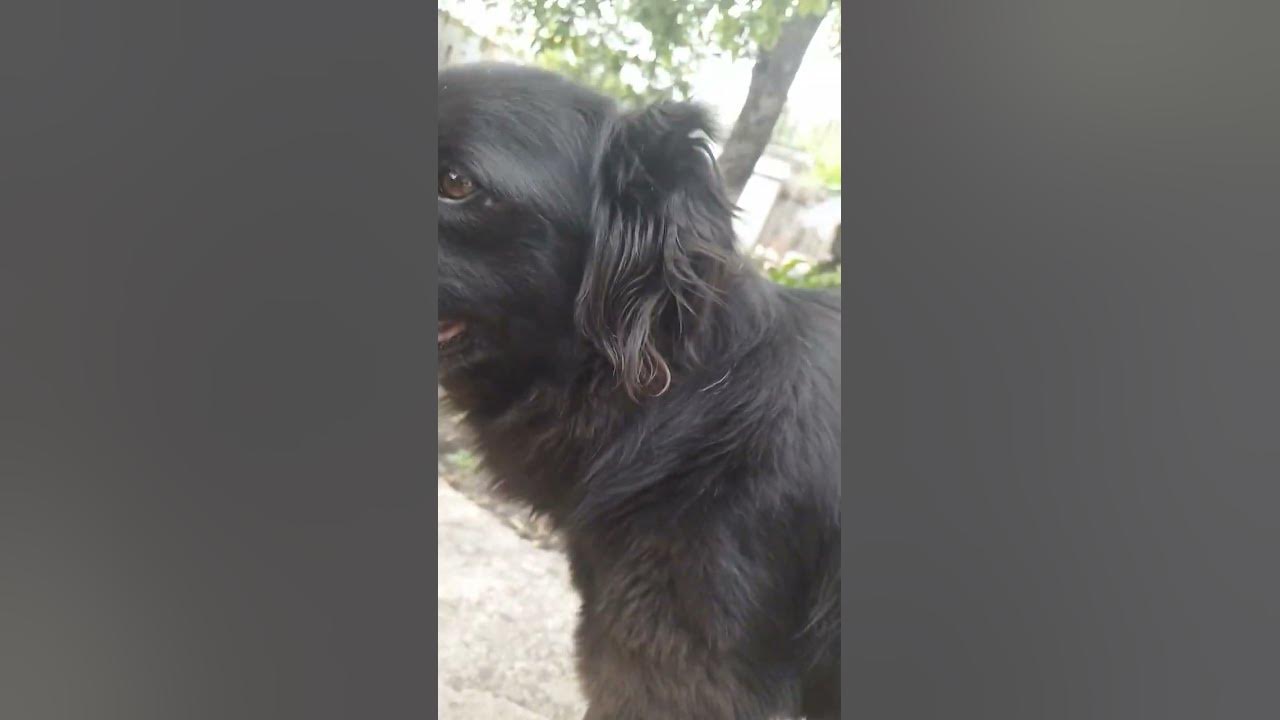 #мря сябака - YouTube