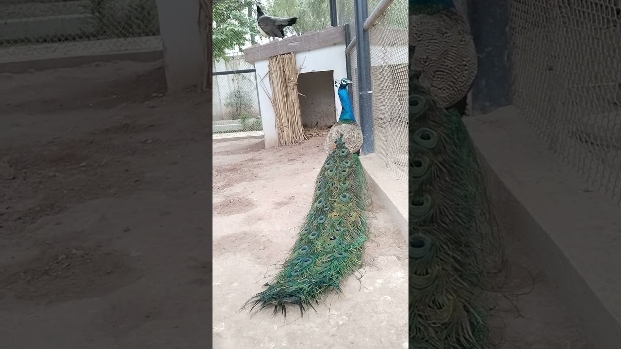 Indian blue peacock 🦚 how to care peacock 