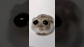 Sad Hamster Meme But Its Monday Left Me Broken 