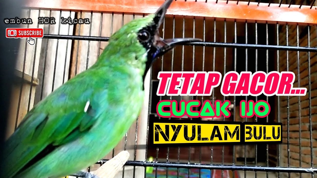 TETAP GACOR❗CUCAK IJO NYULAM BULU