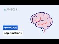 Funktionsweise von Gap Junctions - Biochemie - AMBOSS Video