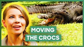 Australia Zoo Move A Cranky Crocodile Couple To A New Enclosure | Crikey! It's The Irwins