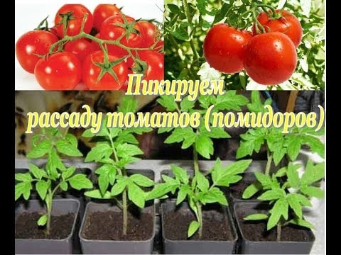 ПИКИРУЕМ рассаду ТОМАТОВ. Секреты и советы по выращиванию рассады