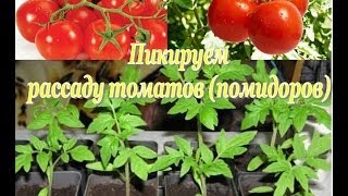 ПИКИРУЕМ рассаду ТОМАТОВ. Секреты и советы по выращиванию рассады(В этом видео я покажу, как обычно мы рассаживаем (пикируем) рассаду ТОМАТОВ / помидор и перцев на рассаду...., 2014-03-24T06:06:00.000Z)