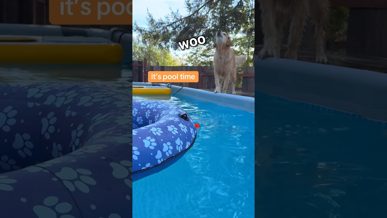 how does a golden retriever forget how to retrieve??? #PoolTime #OatBoat #LTBCP