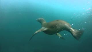 I love free diving with these local california sea lions by my house.
they are extremely intelligent animals! it is fun to watch how
interact and someti...