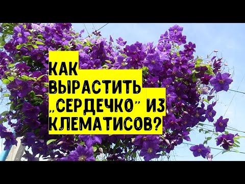 ভিডিও: ক্লেমাটিস প্রচার করা: কাটিং থেকে ক্লেমাটিস কীভাবে প্রচার করা যায়