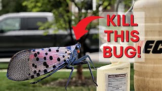 Easily Control Lawn Pests and Spotted Lanternflies Like the Pros
