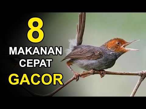 FULL 1 JAM MASTERAN PRENJAK KEPALA MERAH, SUARA PIKATAN !!!