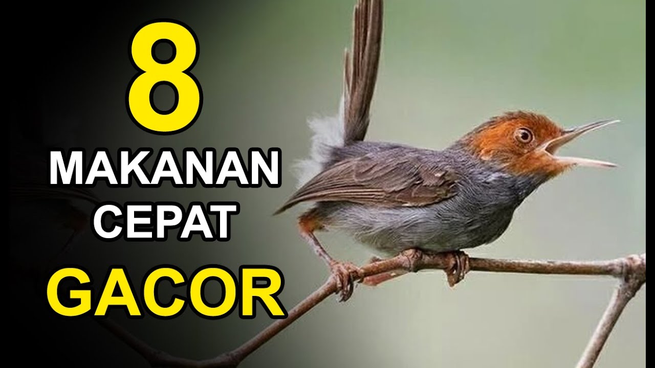 8 Makanan Burung PRENJAK Terbaik Biar CEPAT GACOR Yang Murah dan Mudah Didapat