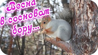 Доброе Утро! 🌸Доброго Дня Желаю!🌸 Весна В Сосновом Бору 🌸Позитивный Видеоролик🌸Good Morning!🌸