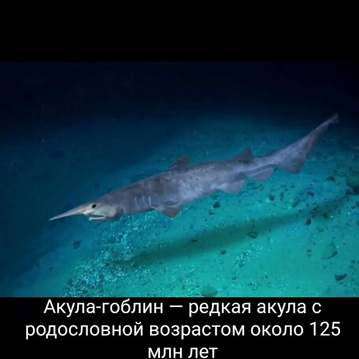Акула-гоблин — редкая акула с родословной возрастом около 125 млн лет ...
