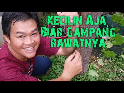 Video: Apakah Epal Zestar - Cara Menanam Pokok Epal Zestar Di Rumah