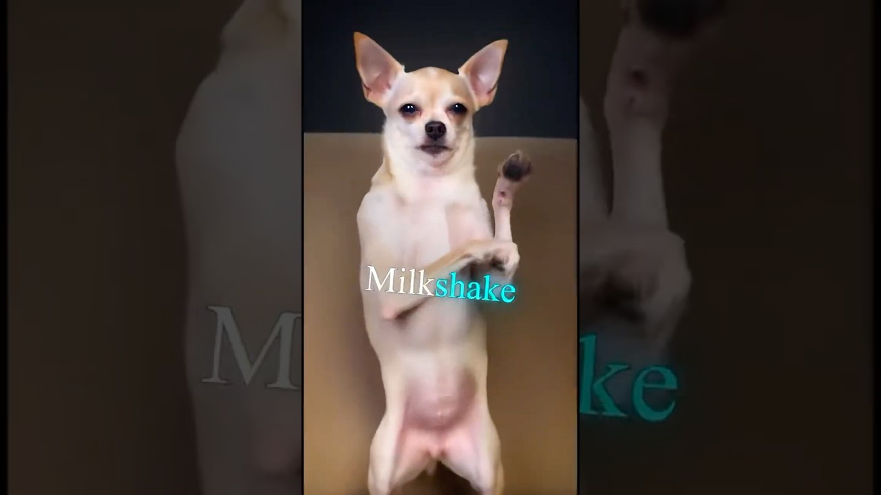 This Song Got Even Animals Dancing! 🐶🐱