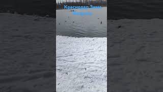 Краснодар#зима#февраль#снег