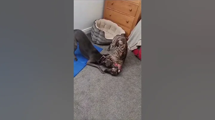 Whippets do some ODD!! things 🤪 #shorts #whippet