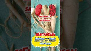 Akar Pepaya Untuk Kesehatan viralshort kesahatan edukasi herbal
